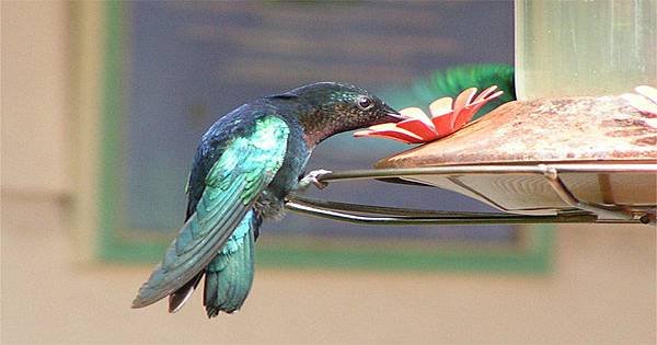 0701hummingbird-94274_960_720.jpg