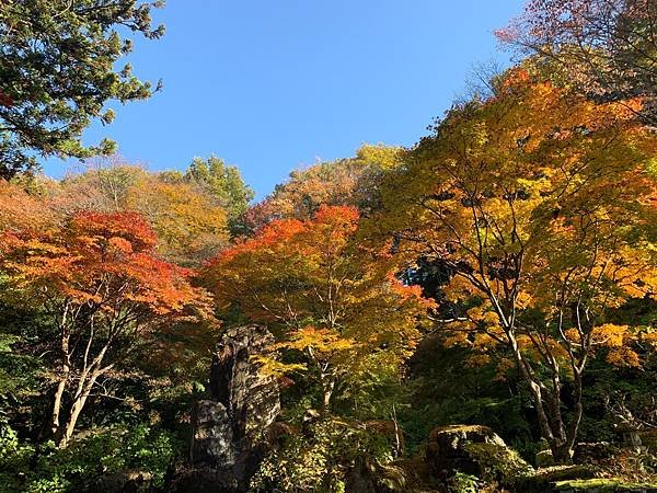 |青龍山.吉祥寺|有『花寺』之美名—北關東賞楓名所