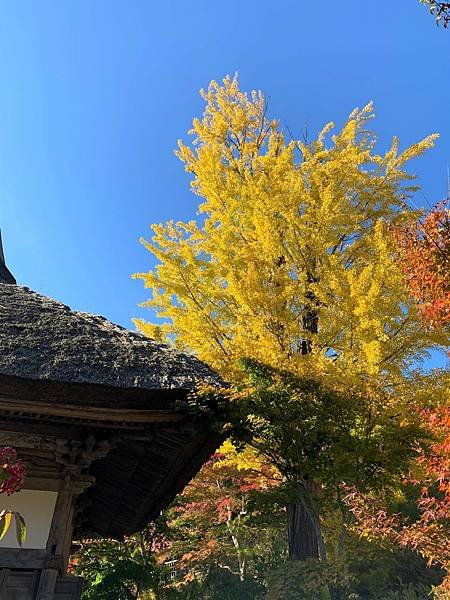 |青龍山.吉祥寺|有『花寺』之美名—北關東賞楓名所