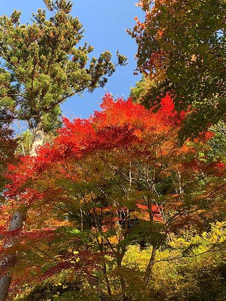 |青龍山.吉祥寺|有『花寺』之美名—北關東賞楓名所