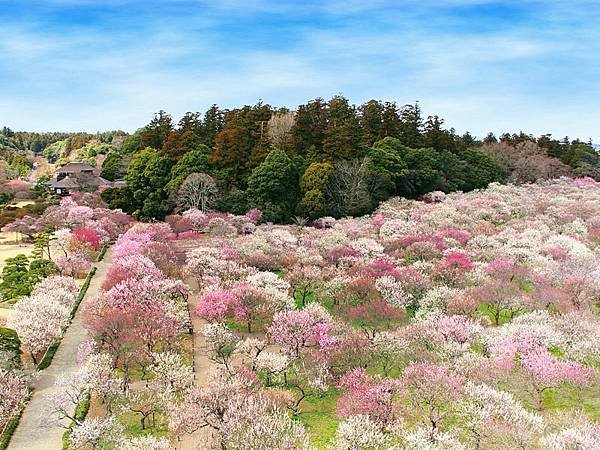 kairakuen_spring.jpg