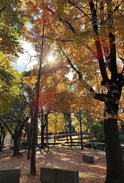 【秋天到日本不賞楓要幹嘛-(1)】大阪城紅葉賞
