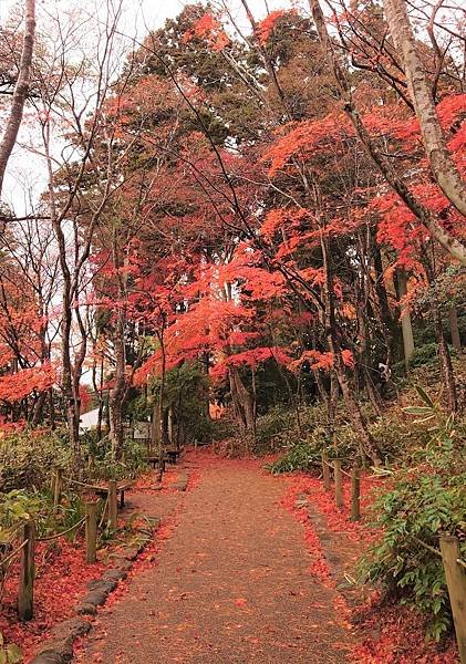 有馬溫泉【瑞寶寺公園】的楓紅之美