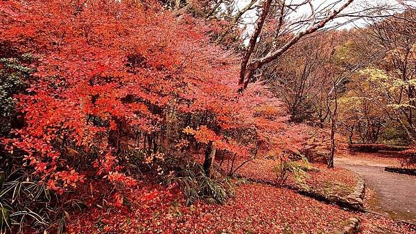 有馬溫泉【瑞寶寺公園】的楓紅之美