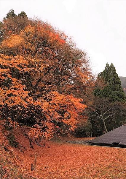 有馬溫泉【瑞寶寺公園】的楓紅之美