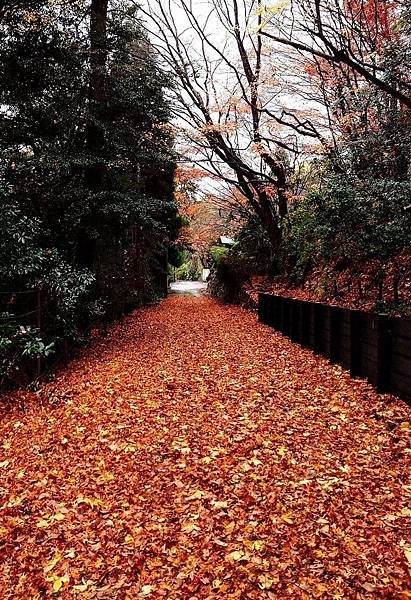 有馬溫泉【瑞寶寺公園】的楓紅之美