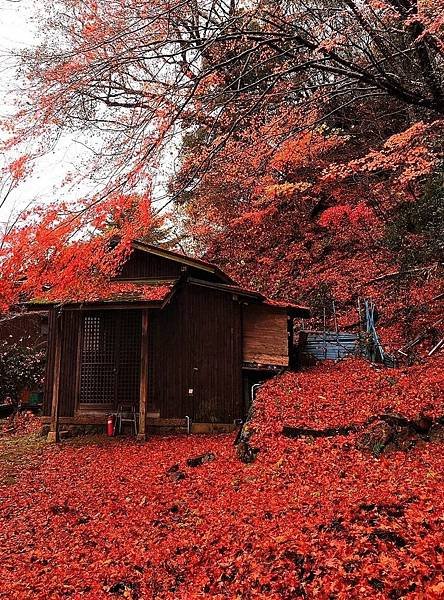 有馬溫泉【瑞寶寺公園】的楓紅之美