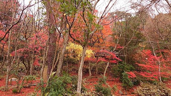 有馬溫泉【瑞寶寺公園】的楓紅之美