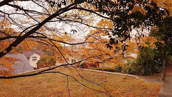 有馬溫泉【瑞寶寺公園】的楓紅之美