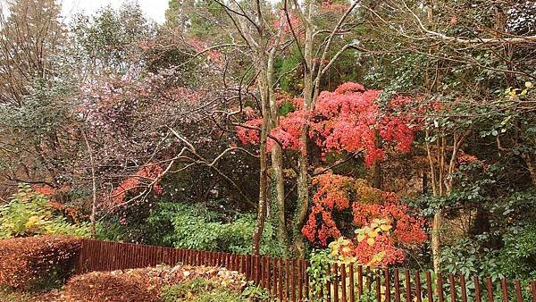 有馬溫泉【瑞寶寺公園】的楓紅之美