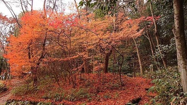 有馬溫泉【瑞寶寺公園】的楓紅之美