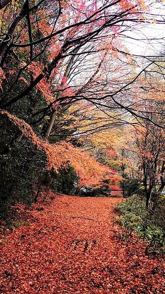 有馬溫泉【瑞寶寺公園】的楓紅之美