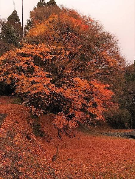 有馬溫泉【瑞寶寺公園】的楓紅之美