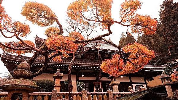 有馬溫泉【瑞寶寺公園】的楓紅之美