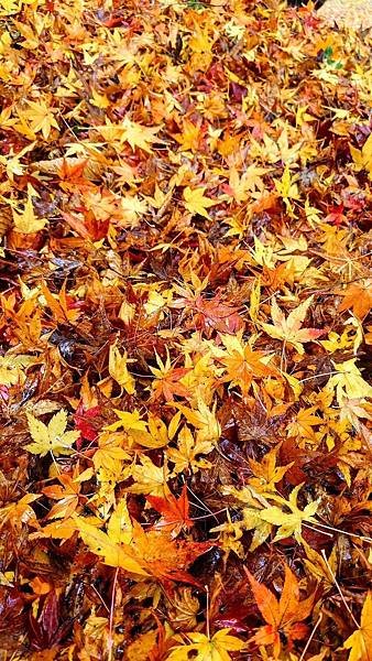 有馬溫泉【瑞寶寺公園】的楓紅之美