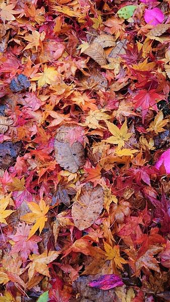 有馬溫泉【瑞寶寺公園】的楓紅之美