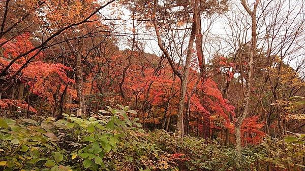 有馬溫泉【瑞寶寺公園】的楓紅之美