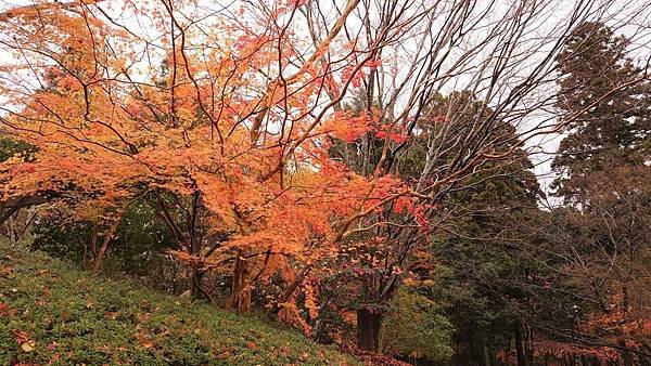 有馬溫泉【瑞寶寺公園】的楓紅之美