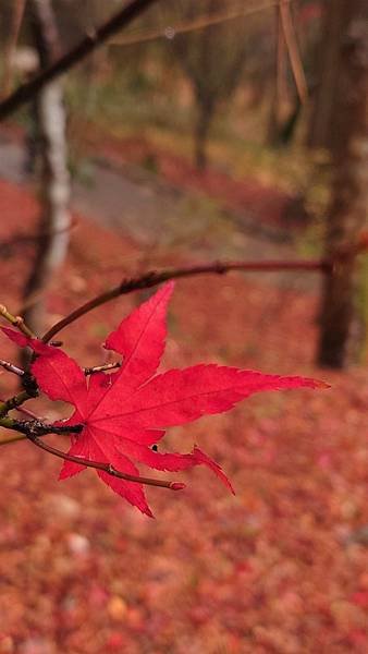 有馬溫泉【瑞寶寺公園】的楓紅之美