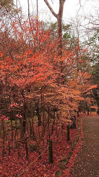 有馬溫泉【瑞寶寺公園】的楓紅之美