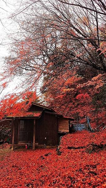 有馬溫泉【瑞寶寺公園】的楓紅之美