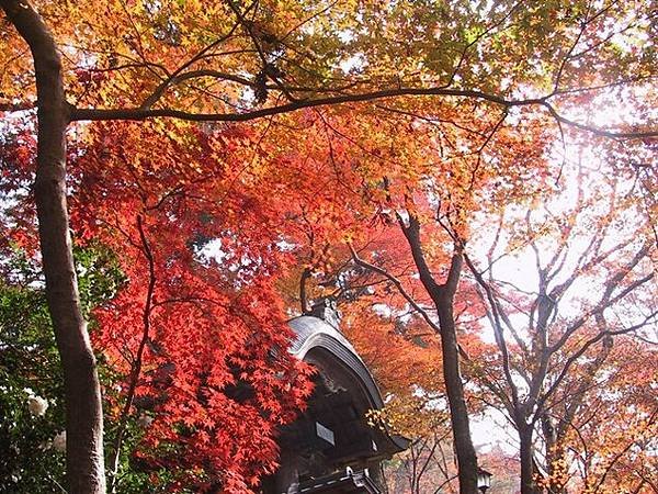 有馬溫泉【瑞寶寺公園】的楓紅之美