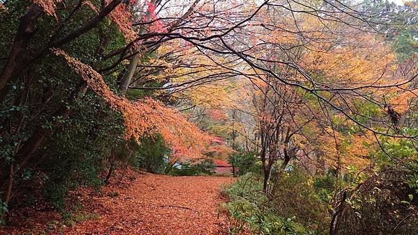 有馬溫泉【瑞寶寺公園】的楓紅之美