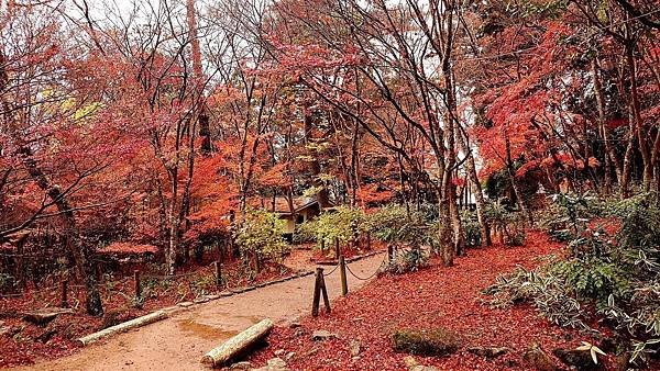 有馬溫泉【瑞寶寺公園】的楓紅之美