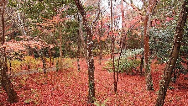 有馬溫泉【瑞寶寺公園】的楓紅之美