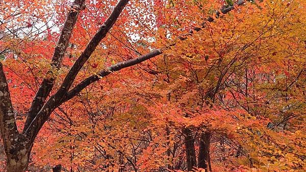 有馬溫泉【瑞寶寺公園】的楓紅之美