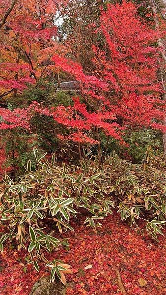 有馬溫泉【瑞寶寺公園】的楓紅之美