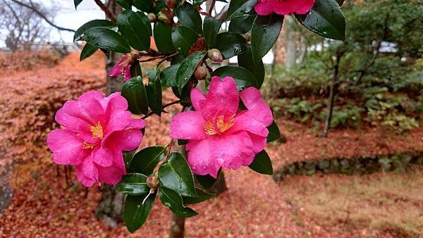 有馬溫泉【瑞寶寺公園】的楓紅之美