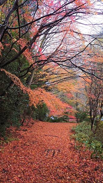 有馬溫泉【瑞寶寺公園】的楓紅之美