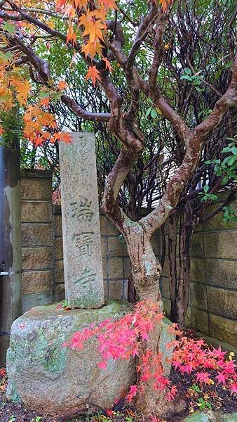 有馬溫泉【瑞寶寺公園】的楓紅之美