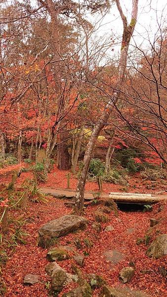 有馬溫泉【瑞寶寺公園】的楓紅之美