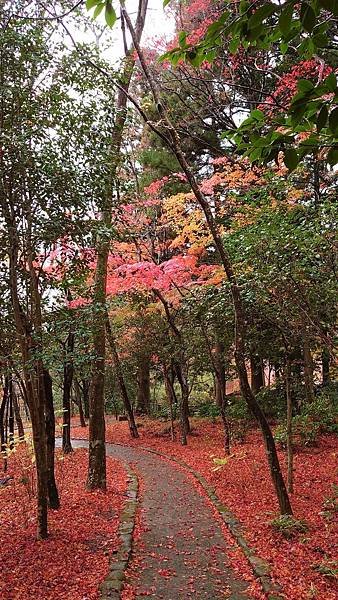 有馬溫泉【瑞寶寺公園】的楓紅之美