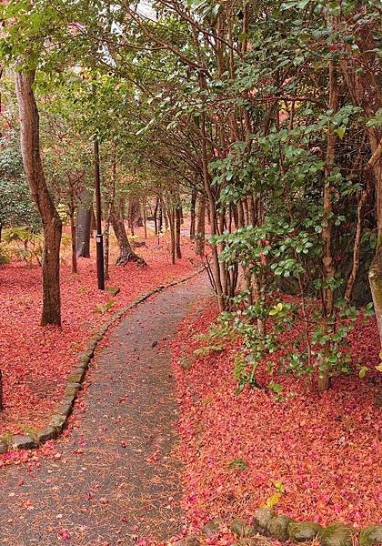 有馬溫泉【瑞寶寺公園】的楓紅之美