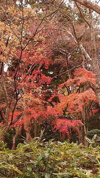 有馬溫泉【瑞寶寺公園】的楓紅之美