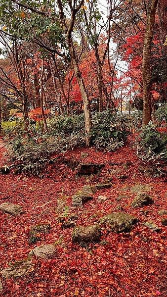 有馬溫泉【瑞寶寺公園】的楓紅之美