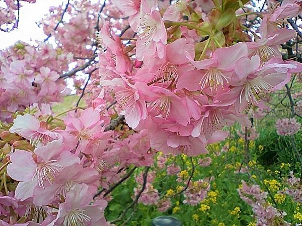 置身粉紅花海中的浪漫【伊豆 河津桵まつり】