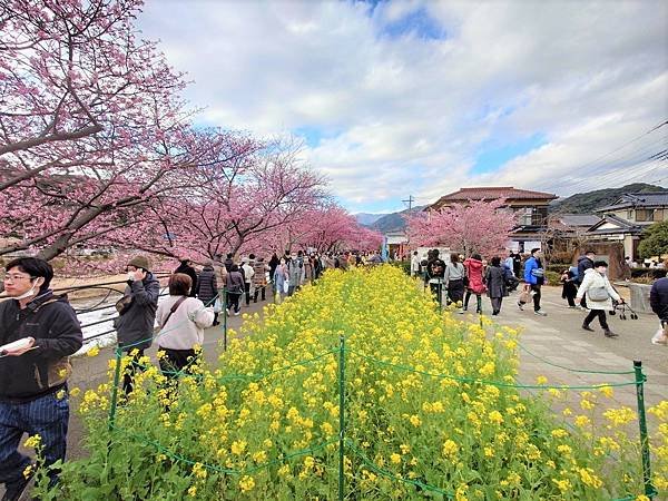 置身粉紅花海中的浪漫【伊豆 河津桵まつり】