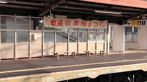 置身粉紅花海中的浪漫【伊豆 河津桵まつり】