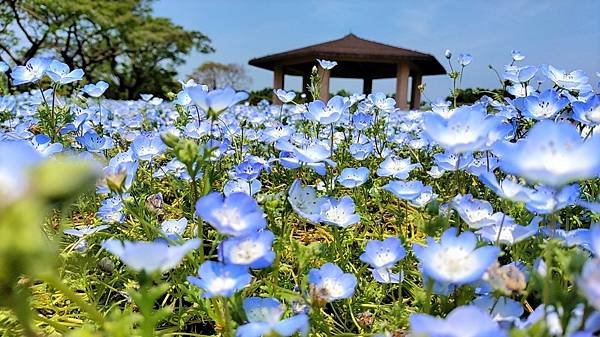 【海之中道海濱公園】遊福岡必賞…2023超夢幻粉蝶花