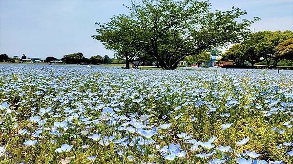 【海之中道海濱公園】遊福岡必賞…2023超夢幻粉蝶花