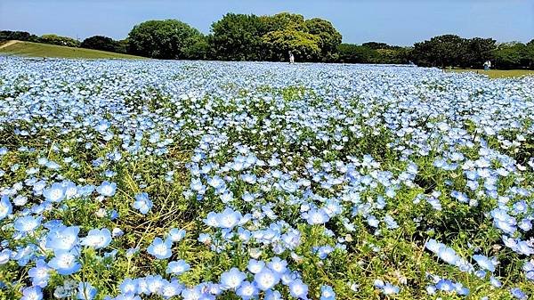 【海之中道海濱公園】遊福岡必賞…2023超夢幻粉蝶花