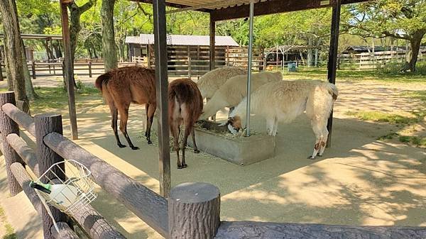 【海之中道海濱公園】遊福岡必賞…2023超夢幻粉蝶花