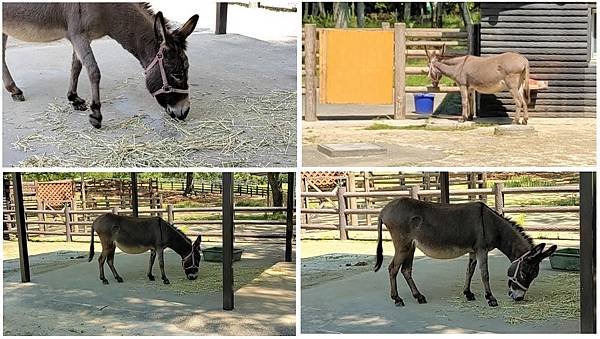 【海之中道海濱公園】遊福岡必賞…2023超夢幻粉蝶花