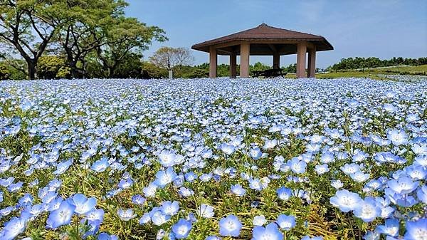 【海之中道海濱公園】遊福岡必賞…2023超夢幻粉蝶花