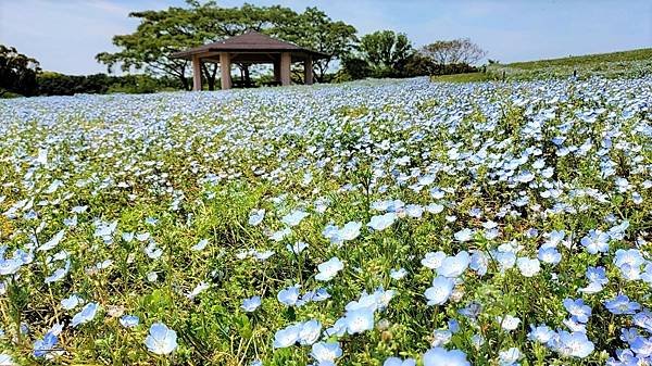 【海之中道海濱公園】遊福岡必賞…2023超夢幻粉蝶花