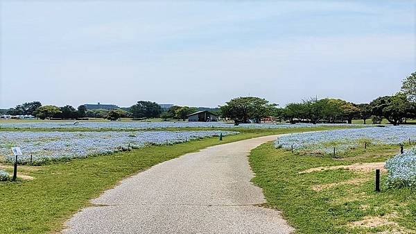 【海之中道海濱公園】遊福岡必賞…2023超夢幻粉蝶花